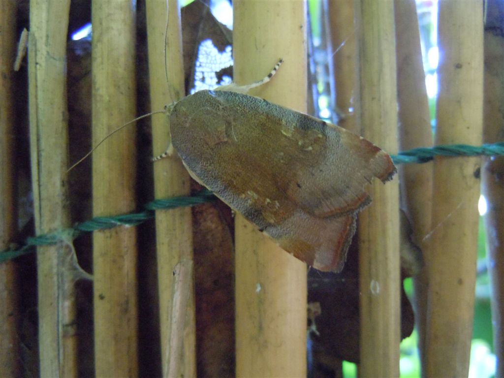 Tortricidae